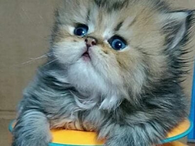 Golden Persian Kittens