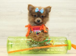 Pomeranian Puppy For Sale
