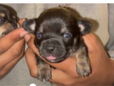 Chihuahua puppies blues