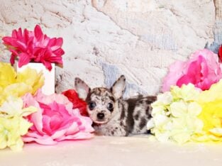 Hensley – Cute Little Blue Merle Sweetie Pie