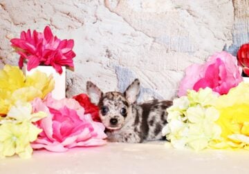 Hensley – Cute Little Blue Merle Sweetie Pie