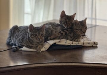 Purebred Bengal Kittens (Fixed and Vaccinated)
