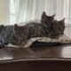 Purebred Bengal Kittens (Fixed and Vaccinated)