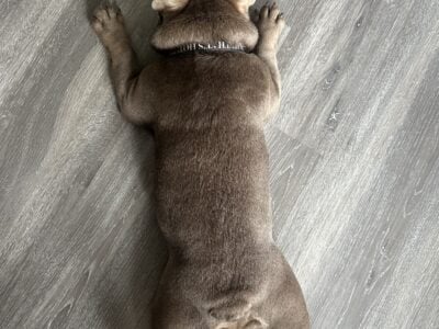 French Bulldog puppy