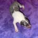AKC Rough collies ready for homes April 10th 2025