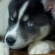 CKC Siberian Husky