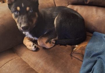 Female German shepherd husky mix