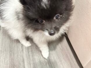 Need to find mew home for two pomeranian