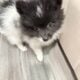 Need to find mew home for two pomeranian