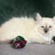 TICA Blue Colorpoint Female