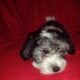 Knuckles, Coton de Tulear APRI Mother’s day specia