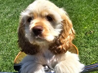 *Koda Bear* AKC Cocker Spaniel Puppy (Blue Boy)