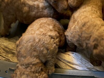 Standard poodle pupppies