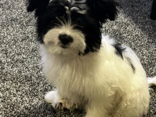 puppy for sale