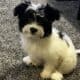 puppy for sale