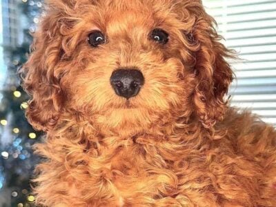 5 Month Old Red Mini Poodle