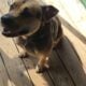 Athena – German Shepherd Pittie