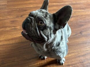 French Bulldog