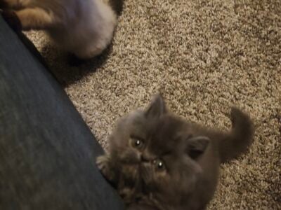 Persian kittens