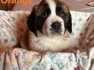Saint Bernard puppies