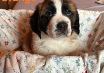 Saint Bernard puppies