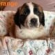 Saint Bernard puppies