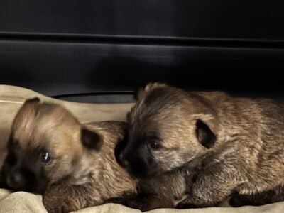 Puppy Cairn