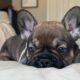 AKC frenchie male- Bear