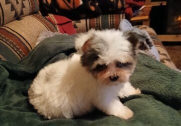 Teacup Yorkshire terrier puppy.