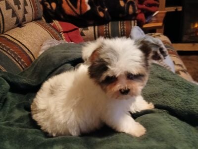 Teacup Yorkshire terrier puppy.
