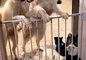 Husky pure bred puppies – ready now