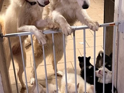 Husky pure bred puppies – ready now