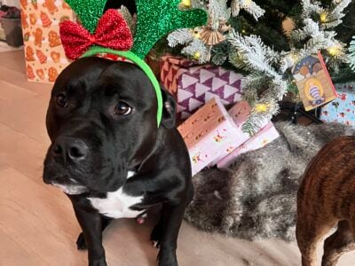 Wonderful Dog needing a good home