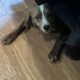 Nova Scotia Duck Trolling Retriever