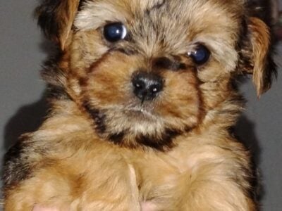 Yorkiepoo puppies