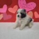 Purebred Pomeranian puppies