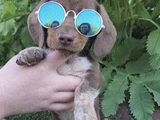 Mini Dachshund