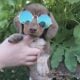 Mini Dachshund