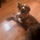 Nova Scotia Duck Trolling Retriever