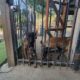 Male Belgian Malinois for Sale