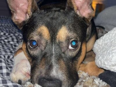 Looking for loving home