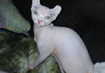 Elf Sphynx kitten’s