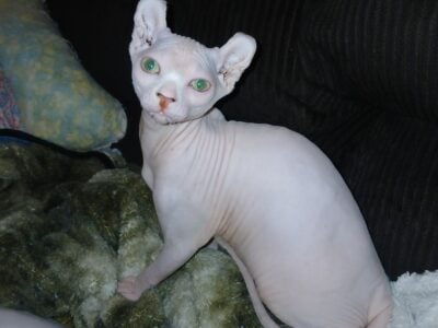 Elf Sphynx kitten’s