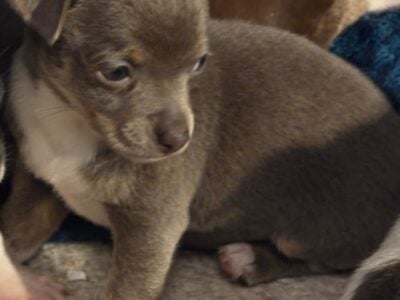 Precious Little Chi’s