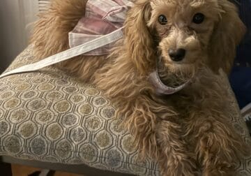 Poodle Girl