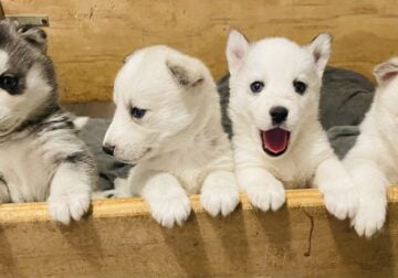HUSKY PUPPIES
