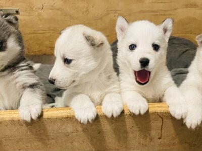 HUSKY PUPPIES