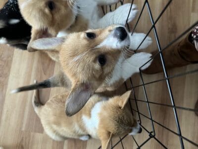 Corgi puppies