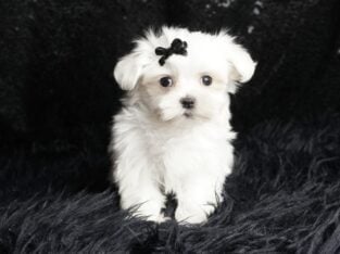 Poppy AKC Maltese