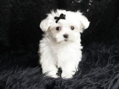 Poppy AKC Maltese